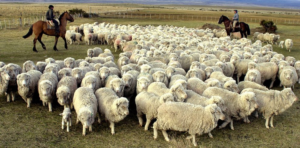 asdfg
Arreo de ovejas raza merino para la esquila en la estancia La Nicolasa en la región cordillerana sur de la provincia de Chubut, cerca de la localidad de Lago Blanco, a pocos kilómetros de la frontera con Chile.
Octubre 2003
Patagonia
Argentina
Foto Diego Giudice/Archivolatino.com
<Rodeo of Merino sheeps for they shear in La Nicolasa ranch in Chubut province, near Lago Blanco town, few kilometers from the border with Chile.
Patagonia
Argentina
Oct 2003
Photo Diego Giudice/Archivolatino.com
*Argentina
¡lug
¡eco
oveja
esquila
'shear
chubut
patagonia
asdfg